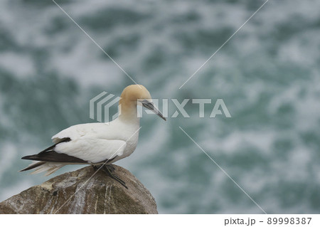 Gannet on cliffs of Great Salt Island Gannet on cliffs of Great Salt Island 89998387