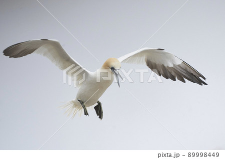 Gannet in flight 89998449