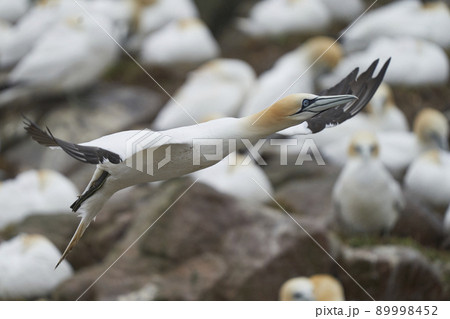 Gannet in flight Gannet in flight 89998452