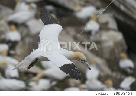 Gannet in flight Gannet in flight 89998453