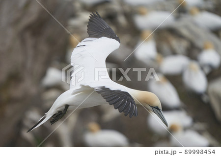 Gannet in flight 89998454