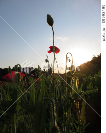 夕暮れの空と赤いポピーの花 夕暮れの空と赤いポピーの花 89998499