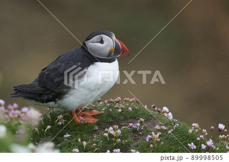 Atlantic puffin Atlantic puffin 89998505