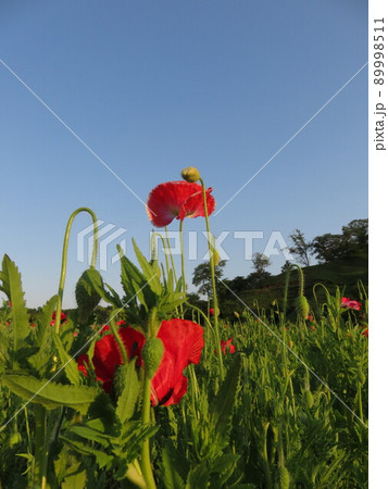 夕暮れの空と赤いポピーの花 夕暮れの空と赤いポピーの花 89998511