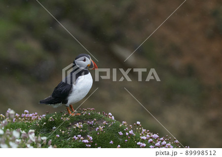 Atlantic puffin Atlantic puffin 89998512