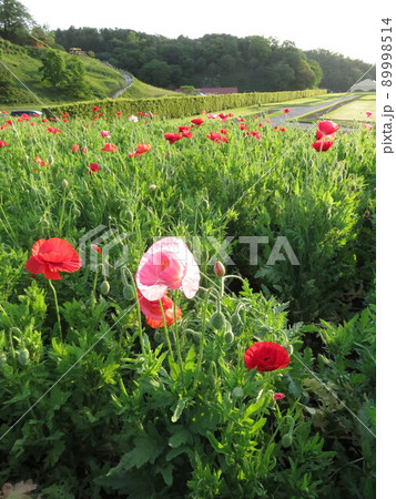 フラワーガーデン フラワーガーデン 89998514