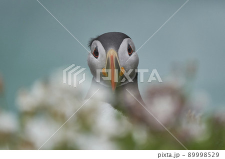 Atlantic puffin 89998529