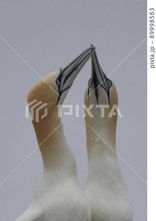 Gannets courting Gannets courting 89998563