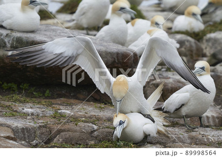 Gannets courting Gannets courting 89998564