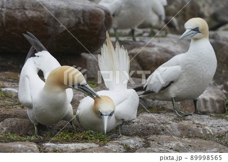 Gannets courting Gannets courting 89998565