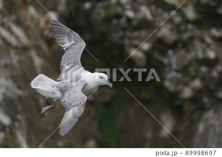 Fulmar in flight 89998697