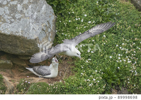 Fulmar in flight Fulmar in flight 89998698