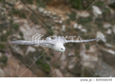 Fulmar in flight Fulmar in flight 89998699