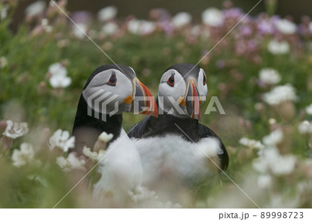 Puffins Puffins 89998723