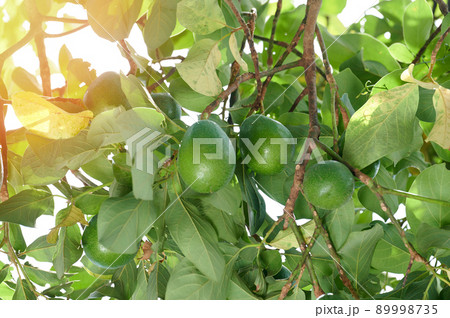 Vegan food theme Vegan food theme 89998735