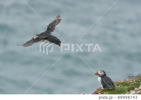 Atlantic puffin taking off Atlantic puffin taking off 89998743