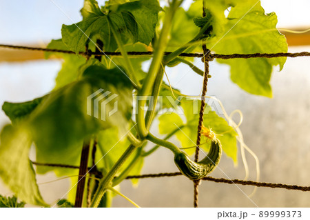 Cucumber seedlings growing in the greenhouse. Ecology and ecological balance, farming and planting. Agricultural scene with small cucumber in a hothouse, close up. Soft focus. 89999373