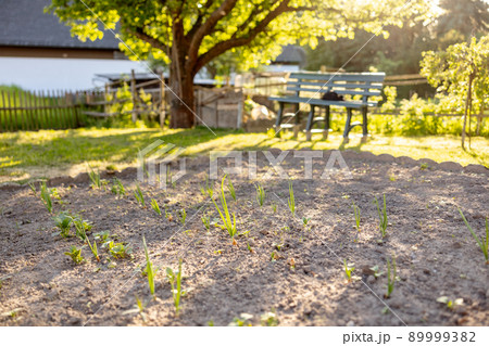 Seedlings growing up from fertile soil in the farmer's garden, morning sun shines. Ecology and ecological balance, farming and planting. Agricultural scene with sprouts in earth, close up. Soft focus. Seedlings growing up from fertile soil in the farmer's garden, morning sun shines. Ecology and ecological balance, farming and planting. Agricultural scene with sprouts in earth, close up. Soft focus. 89999382