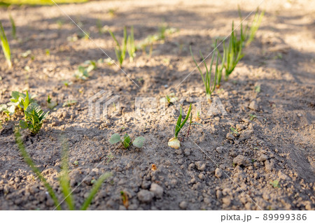 Seedlings growing up from fertile soil in the farmer's garden, morning sun shines. Ecology and ecological balance, farming and planting. Agricultural scene with sprouts in earth, close up. Soft focus. Seedlings growing up from fertile soil in the farmer's garden, morning sun shines. Ecology and ecological balance, farming and planting. Agricultural scene with sprouts in earth, close up. Soft focus. 89999386