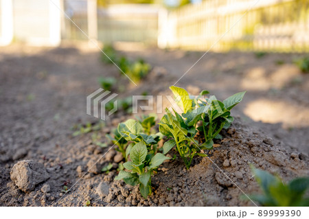 Seedlings growing up from fertile soil in the farmer's garden, morning sun shines. Ecology and ecological balance, farming and planting. Agricultural scene with sprouts in earth, close up. Soft focus. 89999390