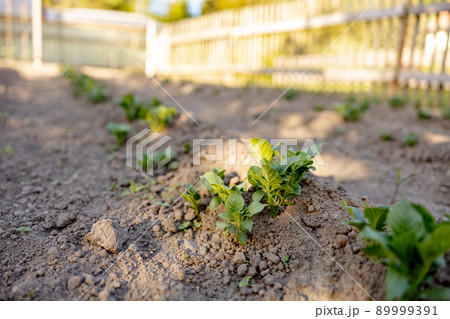 Seedlings growing up from fertile soil in the farmer's garden, morning sun shines. Ecology and ecological balance, farming and planting. Agricultural scene with sprouts in earth, close up. Soft focus. 89999391