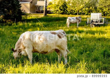 Cow on the meadow, eating grass. Farming outdoor. Beautiful landscape with sun light. Animal of farm. Sunny evening, amazing weather. Beauty of the nature, rural life. 89999393