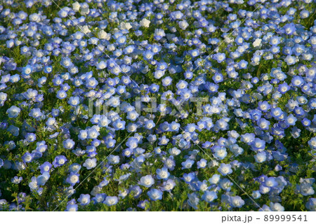 ネモフィラ メンジェシー ネモフィラ メンジェシー 89999541