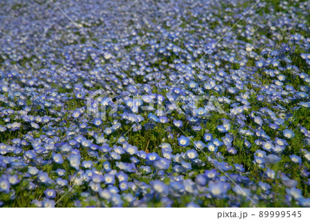ネモフィラ メンジェシー ネモフィラ メンジェシー 89999545