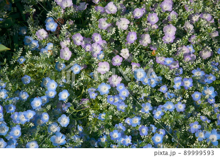 ネモフィラ ブルー×パープル ネモフィラ ブルー×パープル 89999593