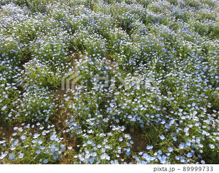 ネモフィラの花畑 89999733
