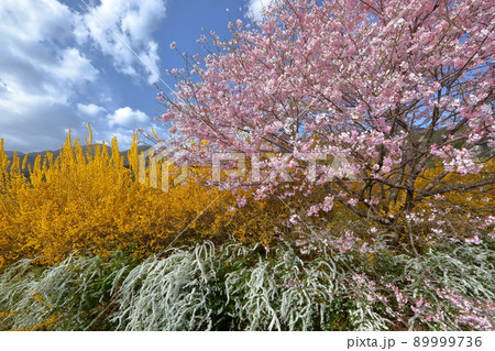 山梨県韮崎市神山町　春の花　桜とレンギョウと雪柳 89999736