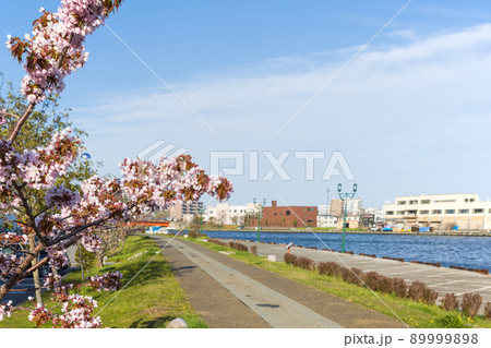 桜が咲いている北海道釧路川の河川敷 桜が咲いている北海道釧路川の河川敷 89999898