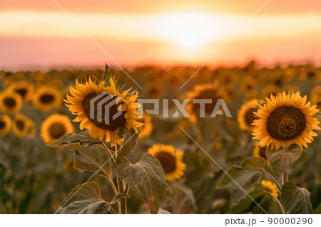 Beautiful sunflower garden. field of blooming sunflowers against the backdrop of sunset. The best kind of sunflower in bloom. Growing sunflowers to make oil. 90000290