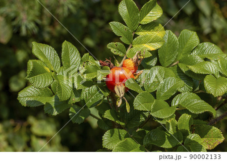rosehip fruits after the flowering of the shrub 90002133