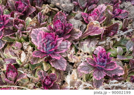 Bugleweed's colorful leaves (Ajuga reptans). Medicinal plants Bugleweed's colorful leaves (Ajuga reptans). Medicinal plants 90002199