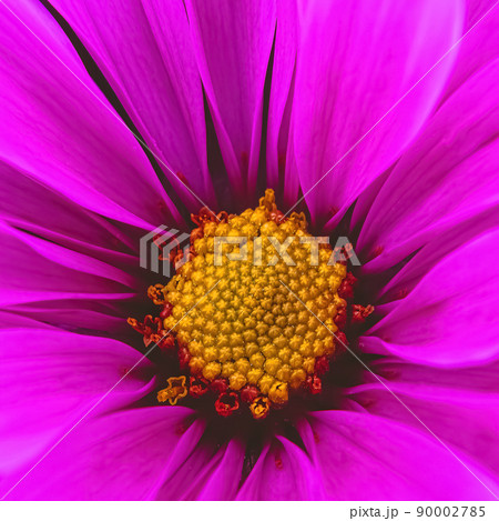 The center of a vibrant colored daisy The center of a vibrant colored daisy 90002785