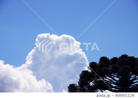 サンパウロの雲と青空と樹木 ブラジル サンパウロの雲と青空と樹木 ブラジル 90003226