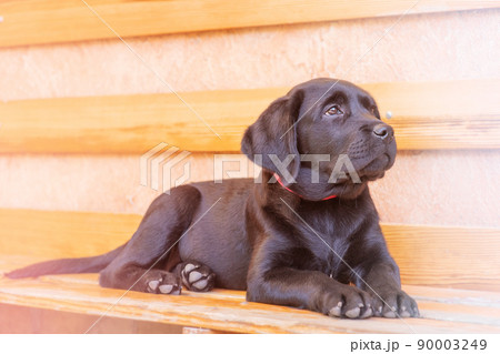 Puppy black labrador retriever lying on a bench against the backdrop of the wall on a sunny day. Dog. 90003249
