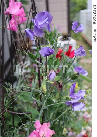 スイートピーの鉢植え 90003381