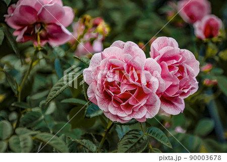 beautiful delicate spring flower. flowers pink roses beautiful delicate spring flower. flowers pink roses 90003678