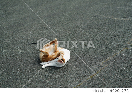 恋人の様に仲良しの一歳になる野良猫の可愛い茶トラと三毛猫の兄妹 恋人の様に仲良しの一歳になる野良猫の可愛い茶トラと三毛猫の兄妹 90004273