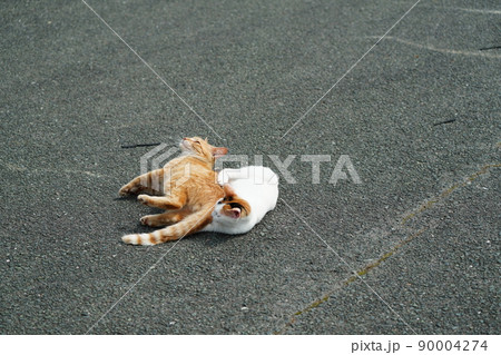 恋人の様に仲良しの一歳になる野良猫の可愛い茶トラと三毛猫の兄妹 90004274