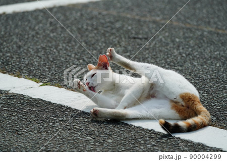 恋人の様に仲良しの一歳になる野良猫の可愛い茶トラと三毛猫の兄妹 90004299