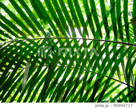 ジャングルの植物 90004717