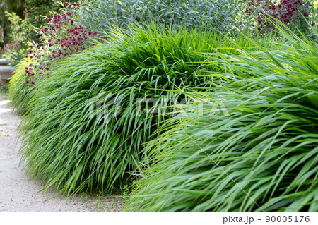 Hakonechloa macra or japanese forest grass or hakone grass 90005176