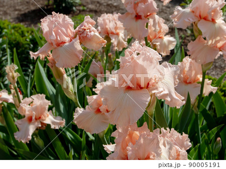 Bearded iris cultivar with pale pink flowers. 90005191