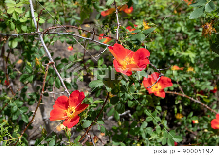 Rosa foetida var bicolor or austrian copper rose orange flowers 90005192