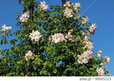 Pale pink climbing rose flowers Pale pink climbing rose flowers 90005215