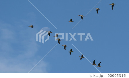 月を背景に編隊を組んで渡りをするマガン 90005316