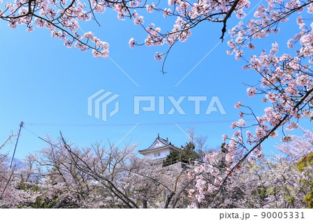 【香川県】桜咲く春の丸亀城（二の丸から見た天守と二の丸に咲く桜） 90005331